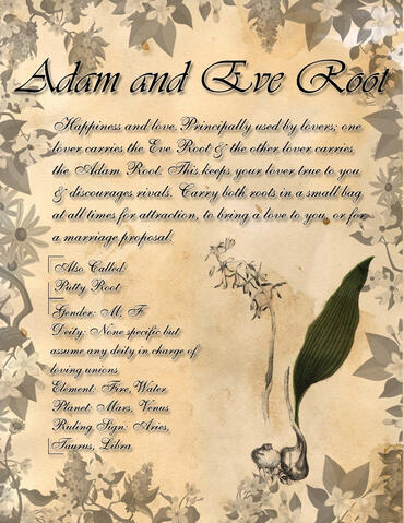 Adam and Eve Root