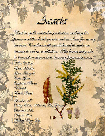 Acacia