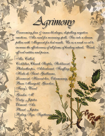 Agrimony