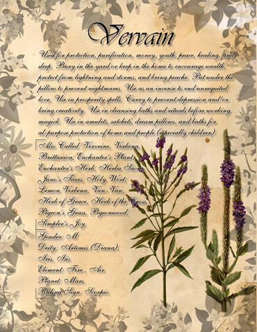 Vervain